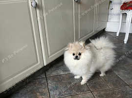 toy pomeranian teddy bear face