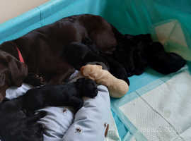 Drakeshead puppies hot sale for sale