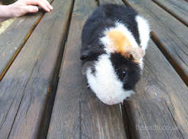 Baby   male Teddy guinea pig