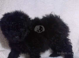 Hungarian puli puppy for sale