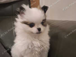 Griffon x Pomeranian for sale
