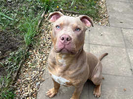rehome