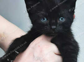 Beautiful black kittens