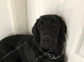 7 months old male black spanador