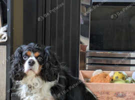 Cavalier King Charles female