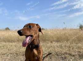 German pinscher