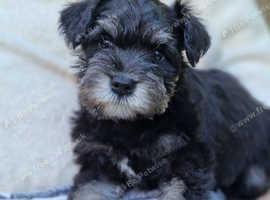Meet our Miniature Schnauzer purebred baby girl