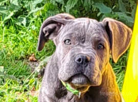 What are and How much are Cane Corso Puppies? - Wag The Dog UK