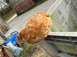 10- week old organic pullets