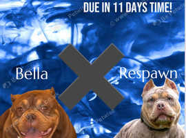 American micro pocket bullies due in 11 days! Best bloodline yet!