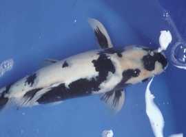 koi carp 17 inch shiro utsuri