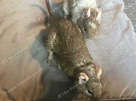 Degus female