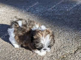 KC Reg - Little boy for sale