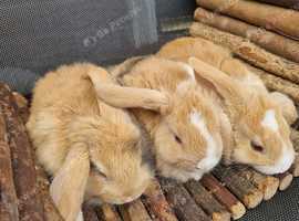 Baby lops for sale