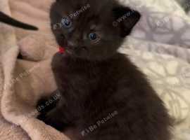 2 boys left mums Siamese
