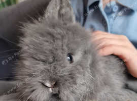 Stunning Double Mane Lionhead Babies in Nottingham on Freeads ...