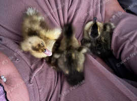 2 day old Indian runner ducklings tame