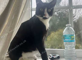 Black and white Cats with lovely 2 little kittens