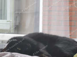 1 year old black cat