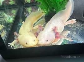 2 x axolotls and large tank and contents