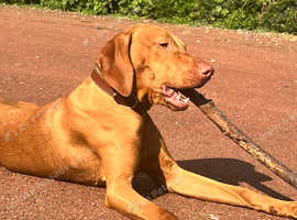 9 MONTH OLD VIZSLA