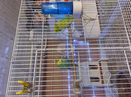 Bank holiday madness budgies for sale