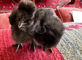 Aracuana, chicks plus many more well bred chicks, growers and hatching eggs