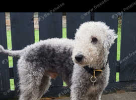 Bedlington terrier for hot sale sale north east