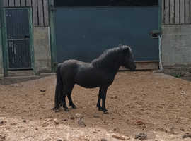 Top class black standard 2r old gelding