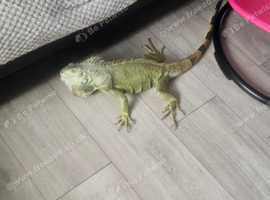 Iguana