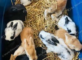 Giant Baby Rabbits