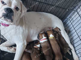 Boxer Puppies for Sale - Red