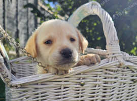 Beautiful Labrador Boy