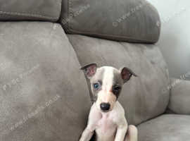 Ready now Gorgeous whippet puppies