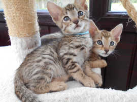 Purebred Savannah Kittens - READY NOW!