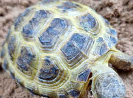 Baby Horsefield Tortoise,27 in Birmingham on Freeads Classifieds ...