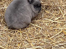 Netherland dwarf
