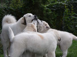 Pyrenean Mountain Dog puppies Available now