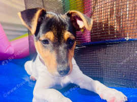 Jack Russell