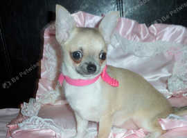 Apple Head Chihuahua In Hove Pets For Stud Freeads