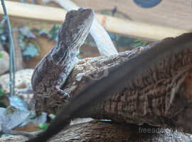 Frilled dragon for sale