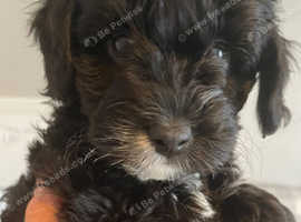 Cockapoo puppies ready now