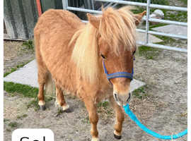 Pedigree American Miniature Sol ( 13 months / 7.7 Hands)