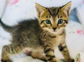 Kittens for sale