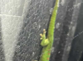 Young Day Gecko and Exo Terra Viv for sale