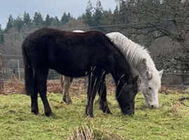 13.3hh Part Bred New Forest