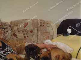 4 girs boxer
