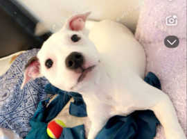 Staffordshire bull terrier for sale
