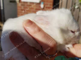 3 baby rabbits