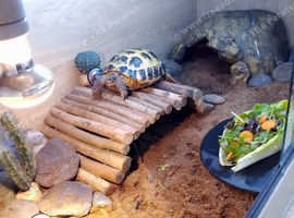 Horsefield Tortoise with certificate